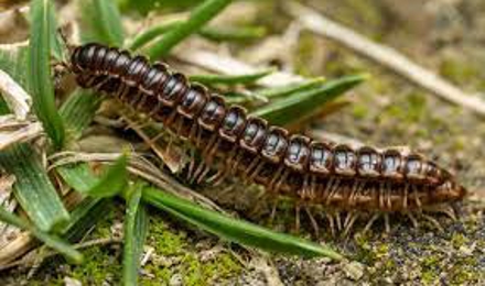 Millipede