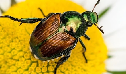 Japanese Beetles