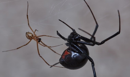 Black Widow Spiders