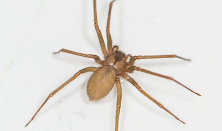 Brown Recluse Spiders
