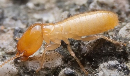 Termites