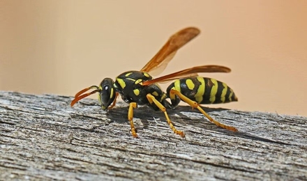 Wasps