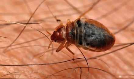 Bed Bugs
