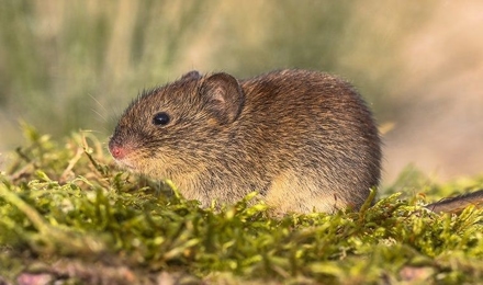 Meadow Vole