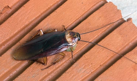 Cockroaches