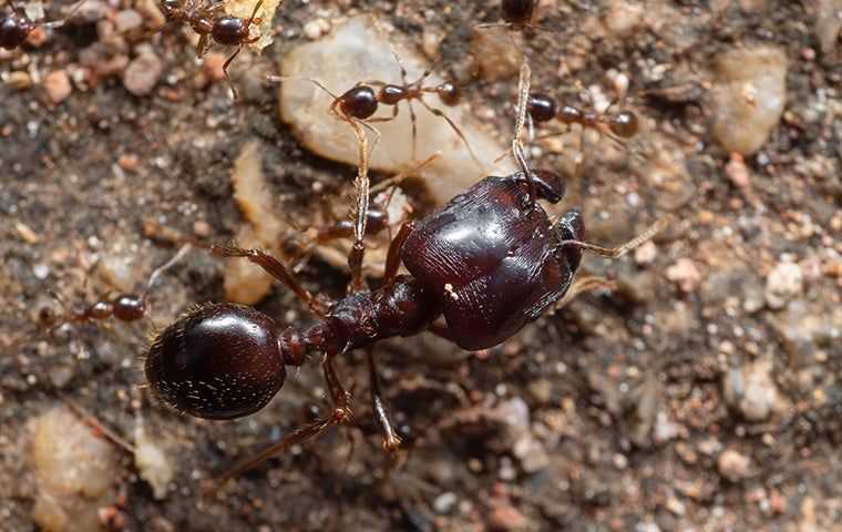 large big headed ant